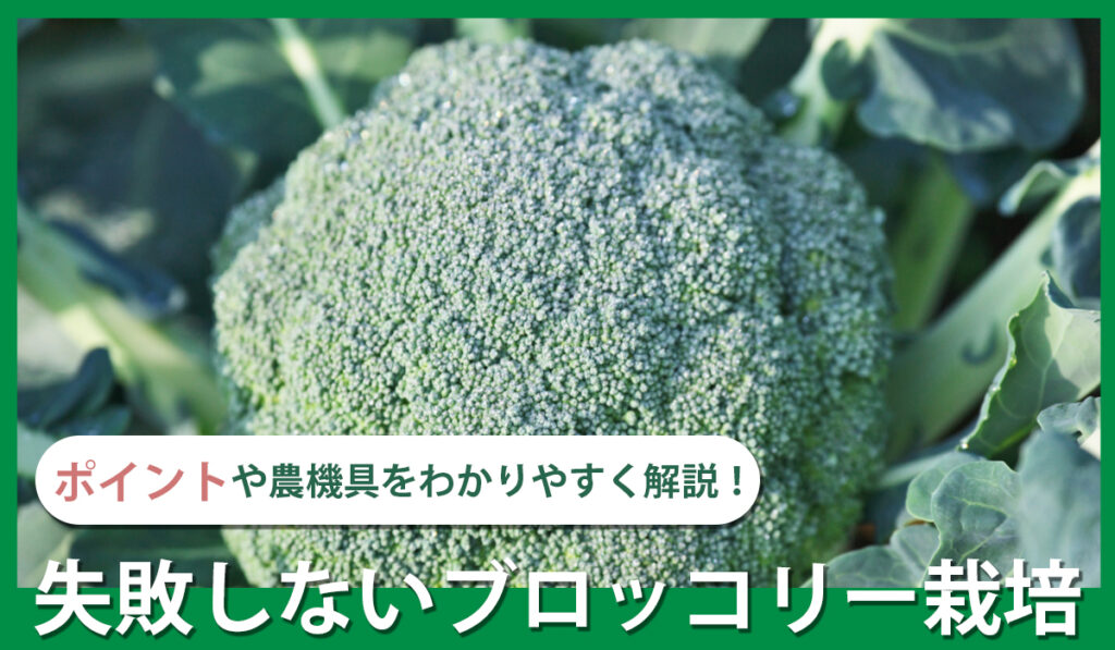 ポイントや農機具をわかりやすく解説！失敗しないブロッコリー栽培