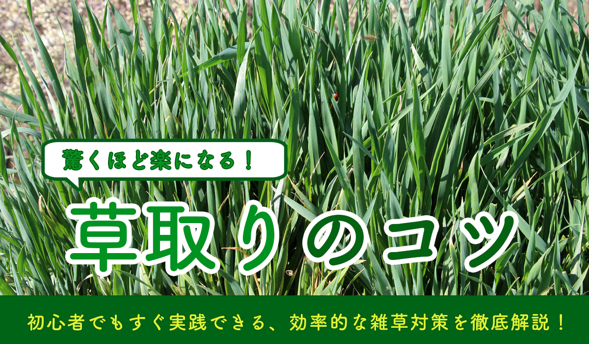 驚くほど楽になる草取りのコツ 初心者でもすぐ実践できる、効率的な雑草対策を徹底解説