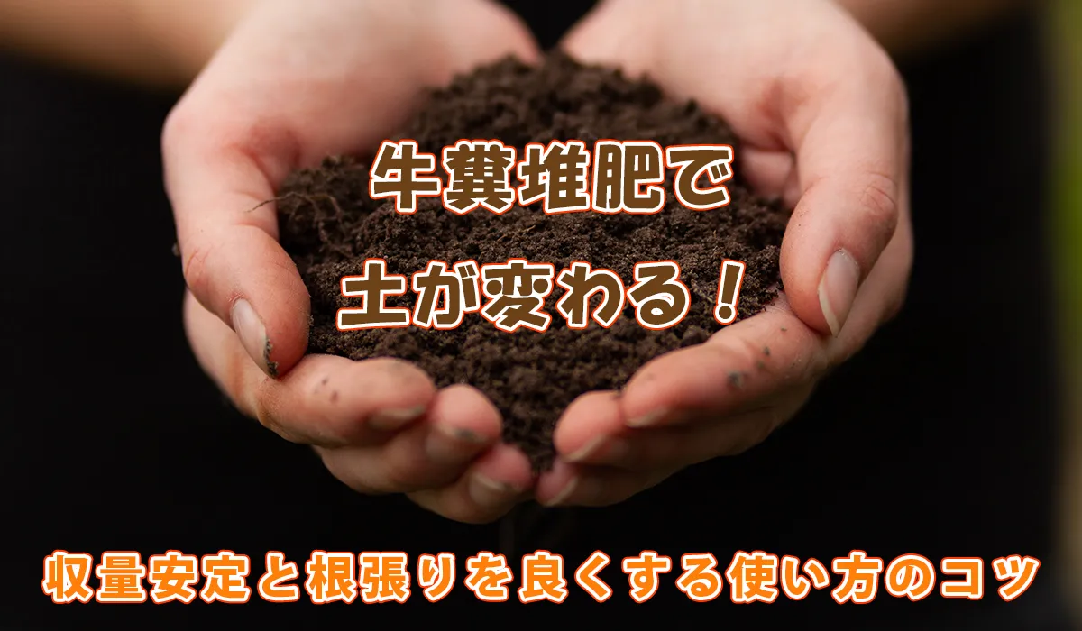 牛糞堆肥で土が変わる。収量安定と根張りを良くする使い方のコツ